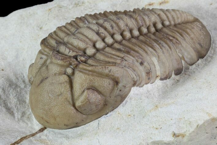 Lochovella (Reedops) Trilobite - Black Cat Mountain, Oklahoma #94000